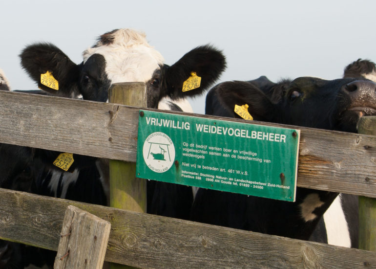 nieuwsgierige pinken in broedgebied voor weidevogels