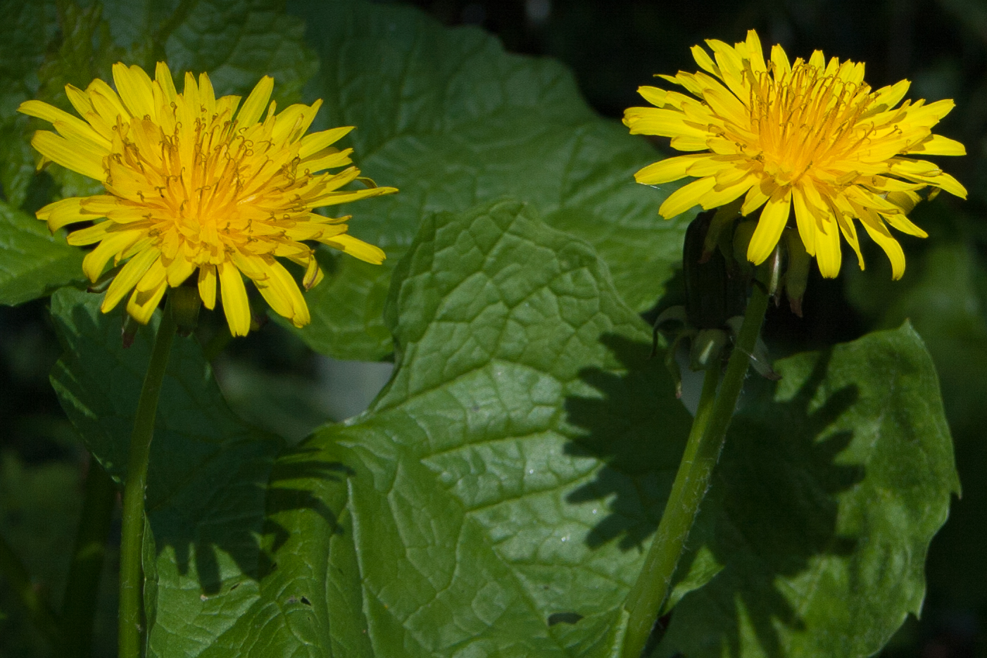 paardenbloemen