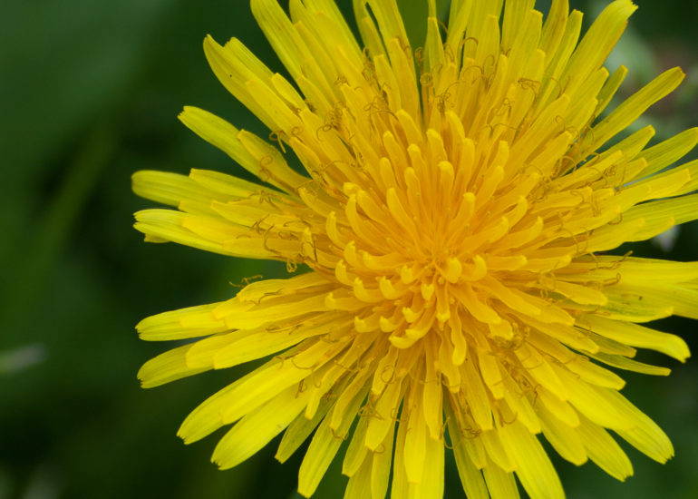 paardenbloem