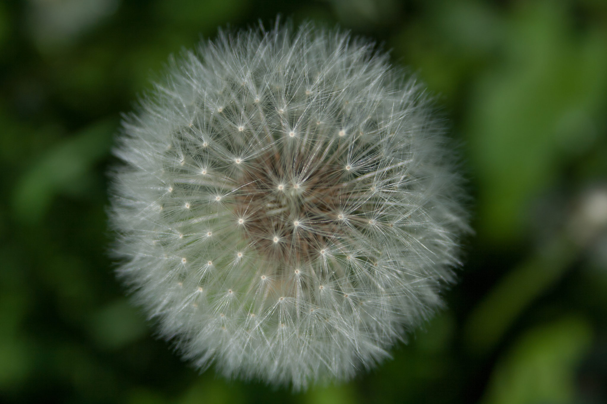 paardenbloempluis