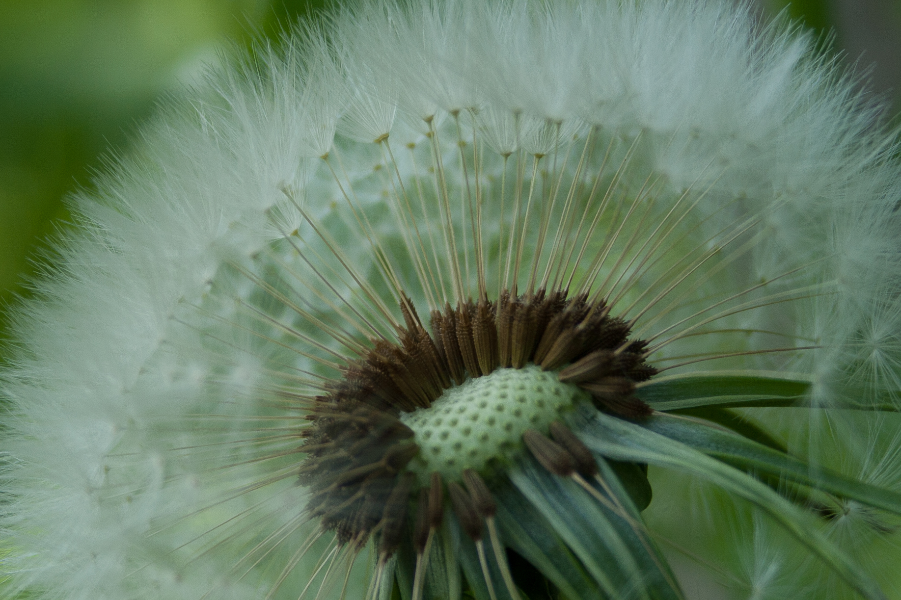 paardenbloempluis