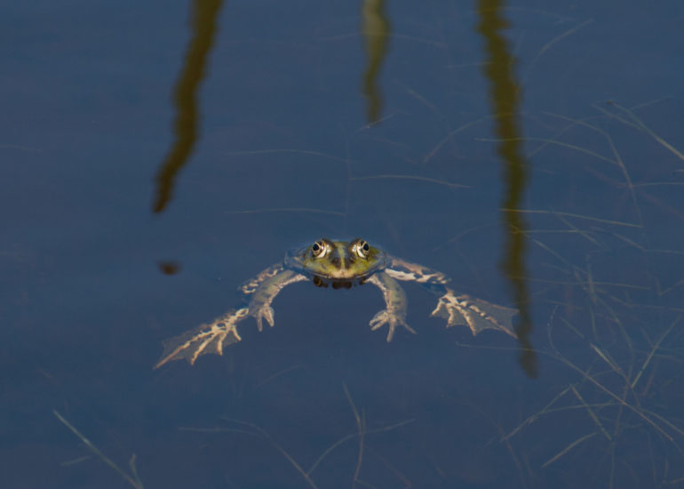 Groene kikker maakt herrie in de sloot