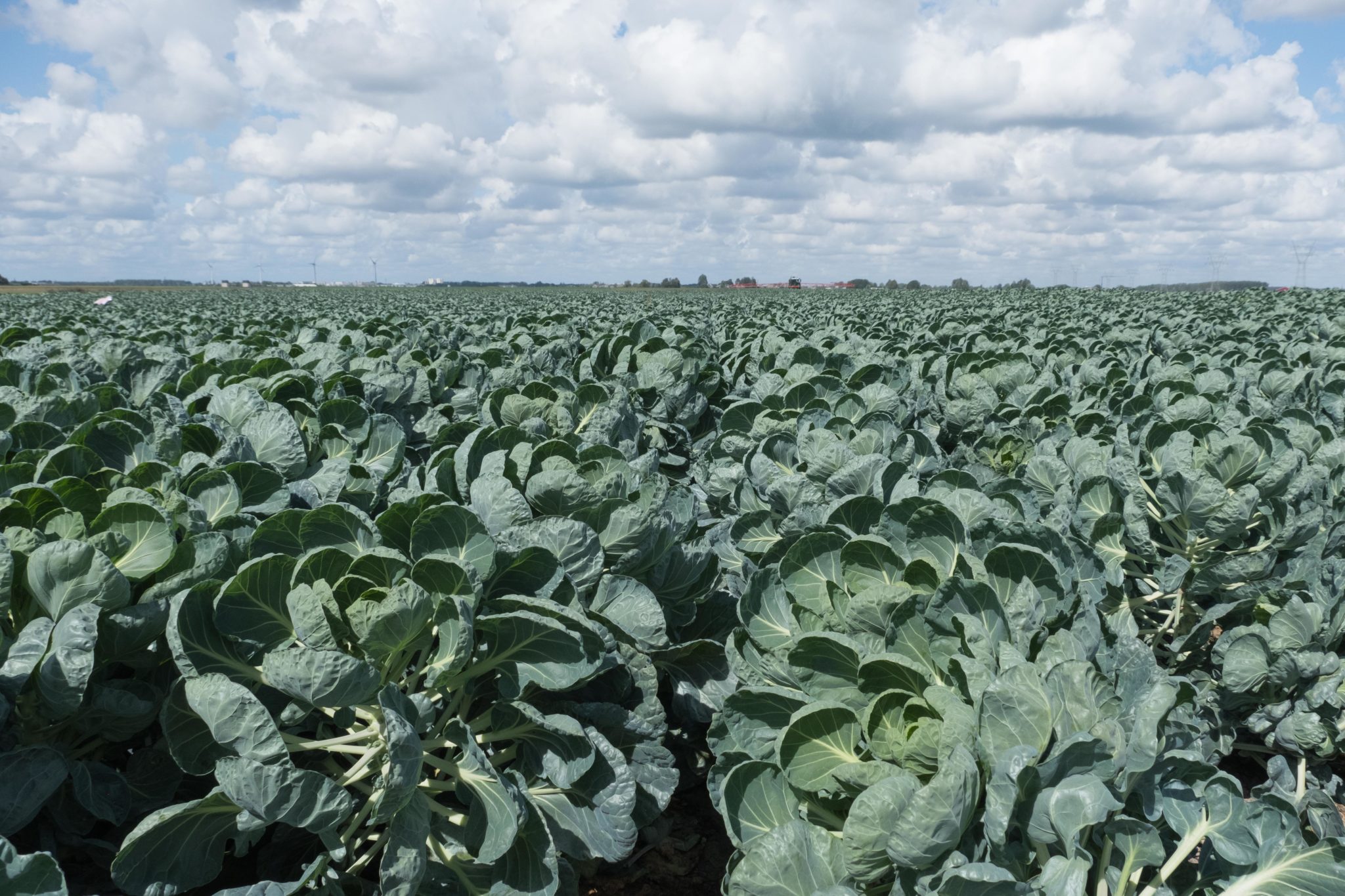 spruitenplanten tot aan de horizon