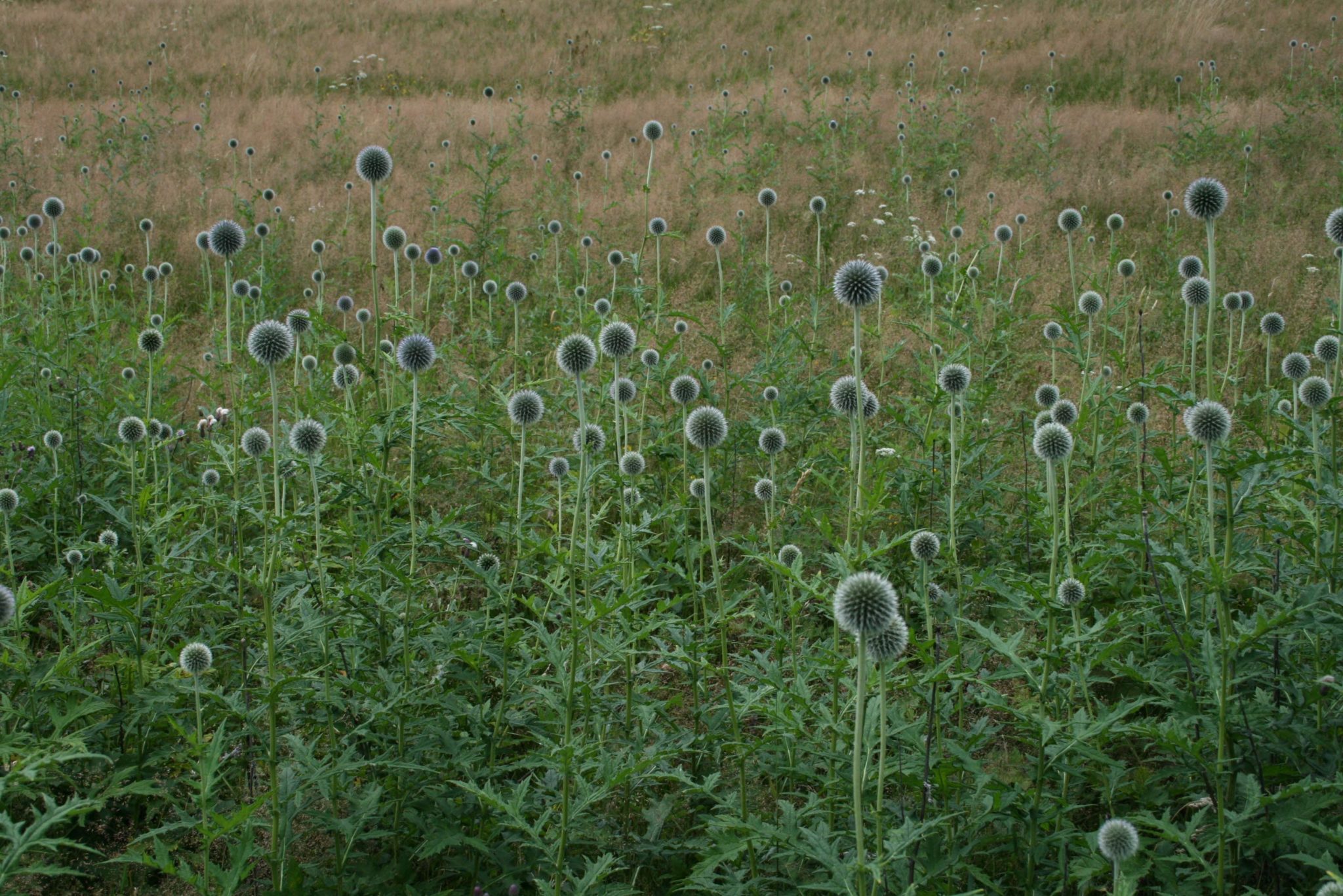 kogeldistelveld