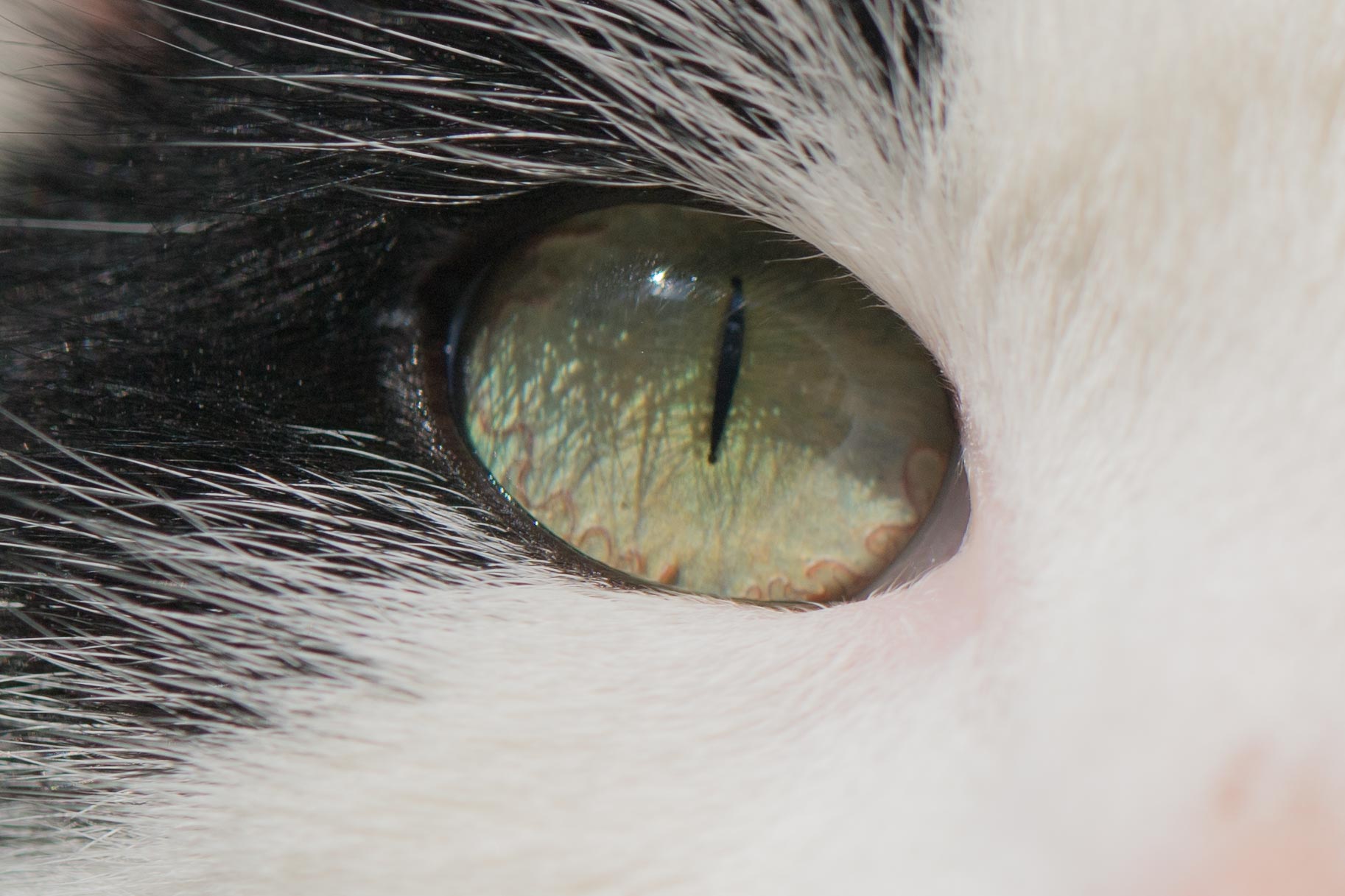 Zwart-witte kat met groene ogen