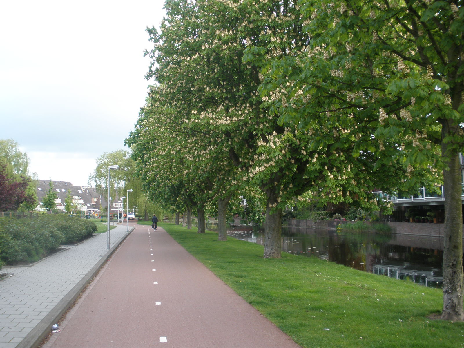 Kastanjebomen in bloei langs het Atolpad