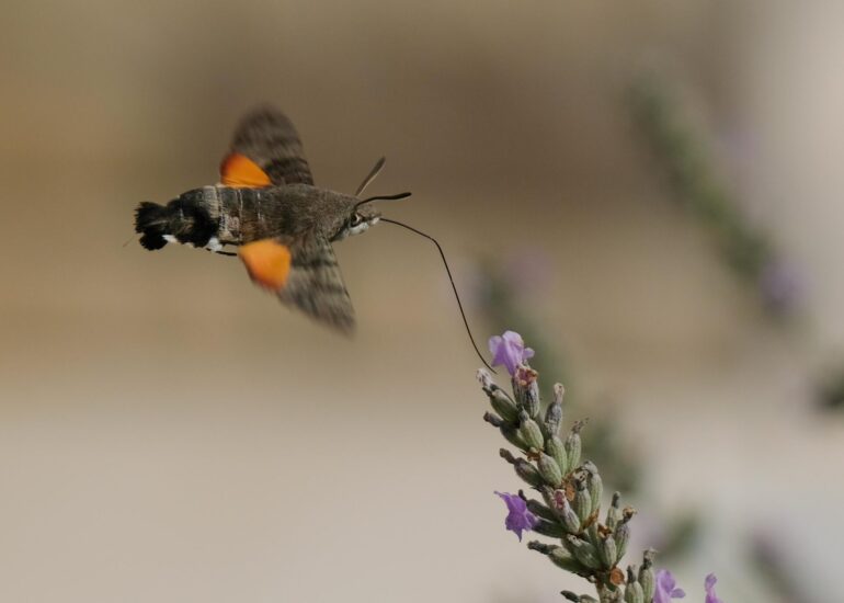 Kolibrievlinder op lavendel