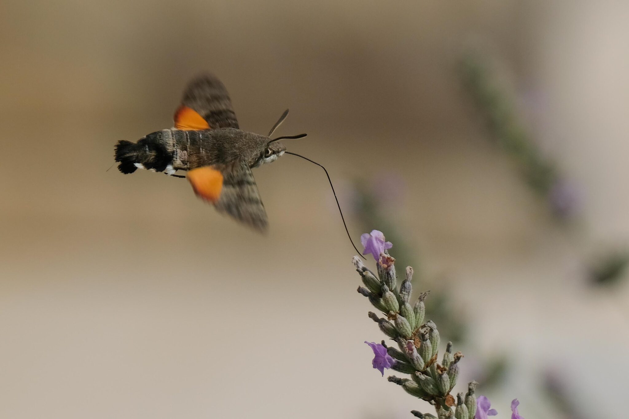 Kolibrievlinder op lavendel