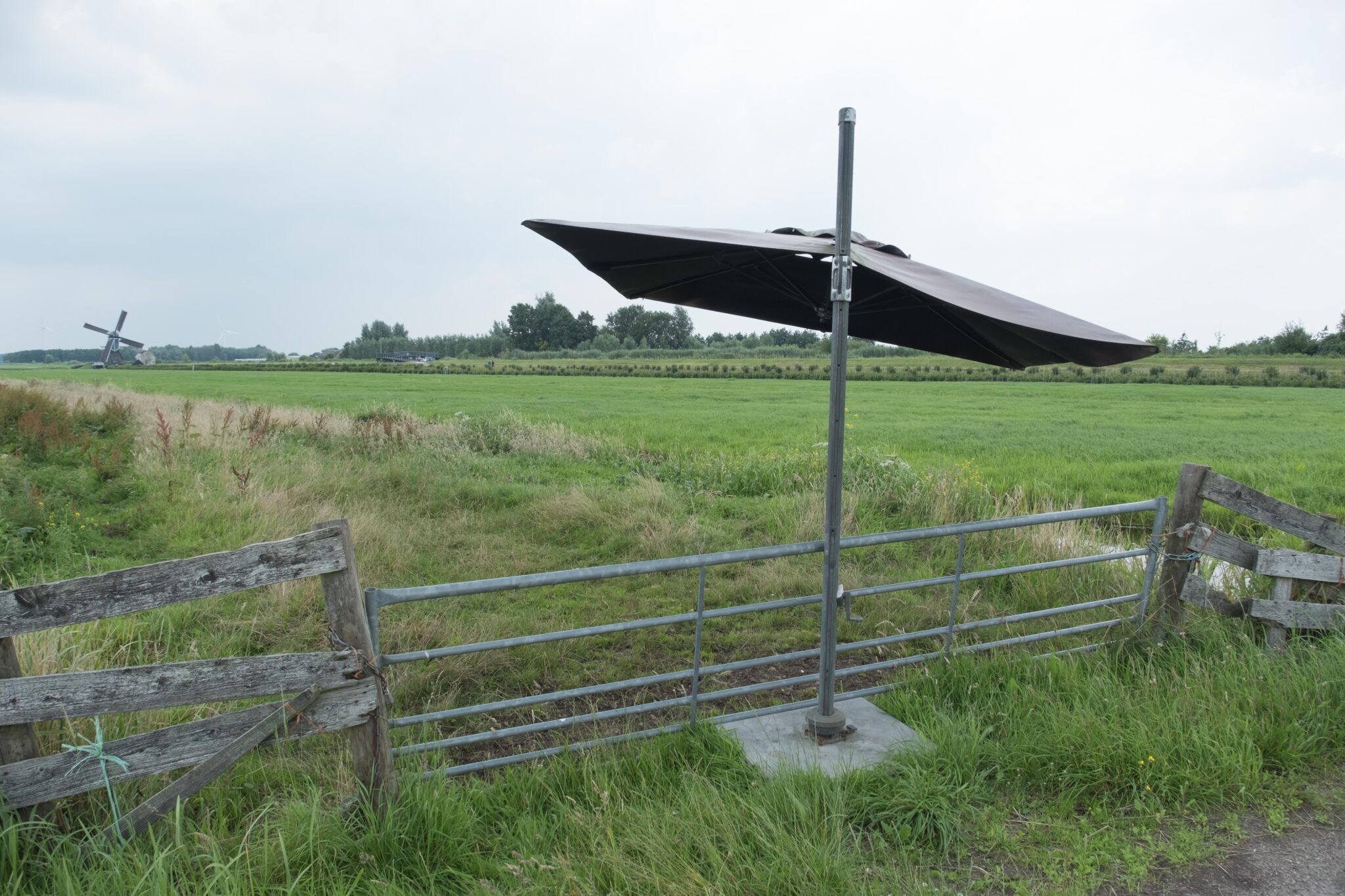 Parasol geeft schaduw aan dieren in weiland