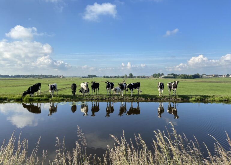 Nieuwsgierige koeien