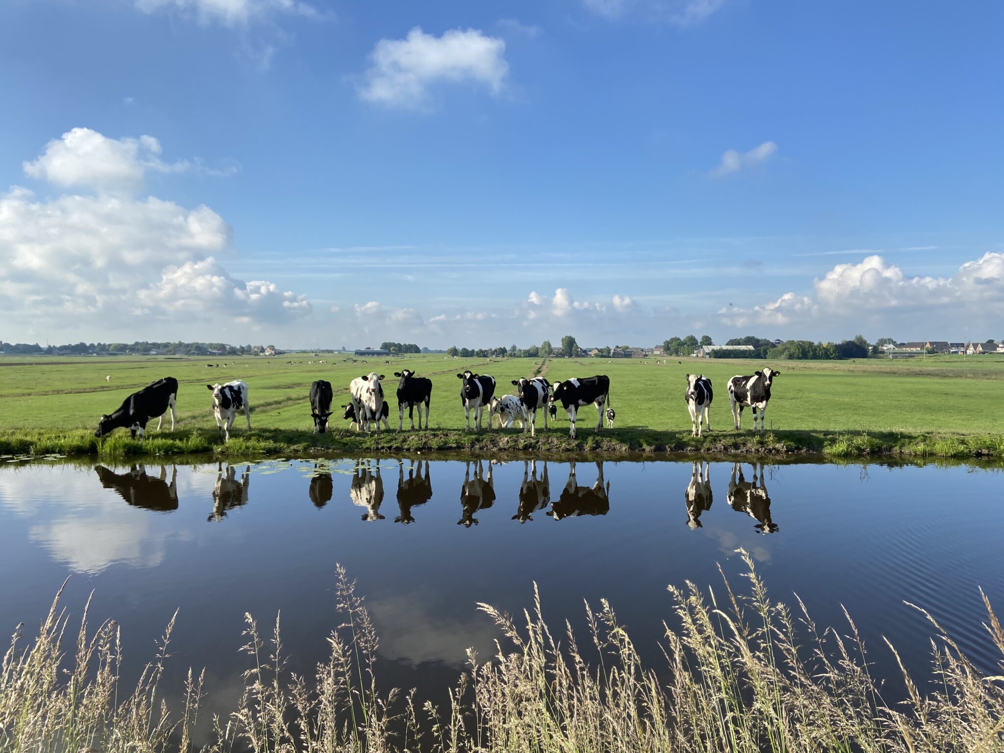 Nieuwsgierige koeien